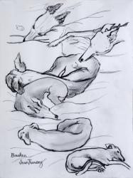 Bracken, the whippet, 2000, (pencil) | Obraz na stenu