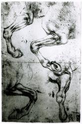 Studies of Horses legs (pen and ink on paper) | Obraz na stenu