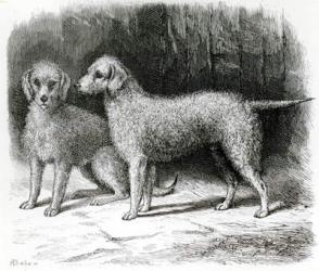 Bedlington Terriers- Mr. F. Armstrong's 'Rosebud' and Mr. A. Armstrong's 'Nailor' (litho) (b/w photo) | Obraz na stenu