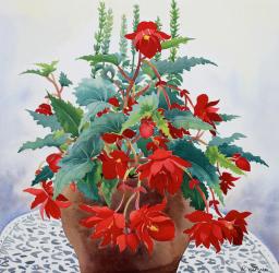 Begonia (watercolour on paper) | Obraz na stenu