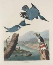 Belted Kingsfisher, 1830 (coloured engraving) | Obraz na stenu