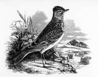 The Sky Lark, illustration from 'A History of British Birds' by William Yarrell, first published 1843 (woodcut) | Obraz na stenu