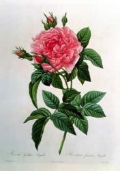 Rosa Gallica Regallis, from 'Les Roses', 19th century (coloured engraving) | Obraz na stenu