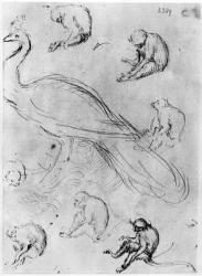 Peacock and Six Monkeys, from The Vallardi Album (pen & ink on paper) (b/w photo) | Obraz na stenu